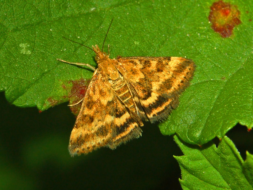 Pyralidae - da determinare - Pyrausta despicata